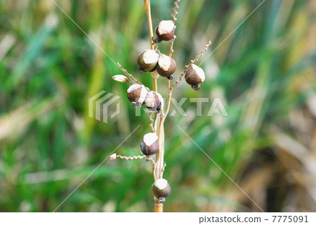 Mizukanna水果 Mizukanna水果 7775091