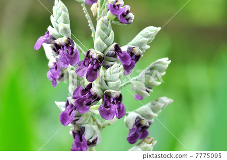 Mizukanna Mizukanna 7775095