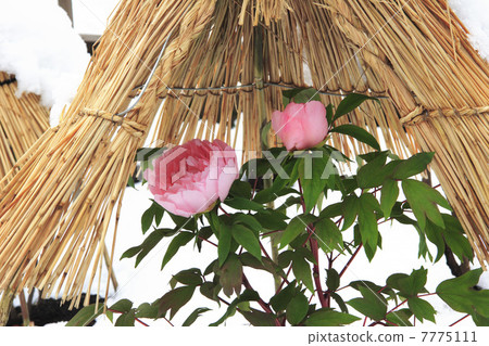 Ueno Toshogu's winter peony 7775111