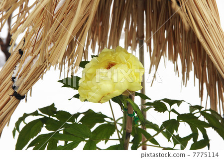 Ueno Toshogu's winter peony 7775114