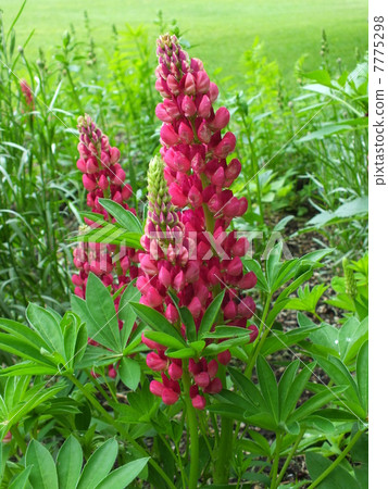  Lupine 7775298