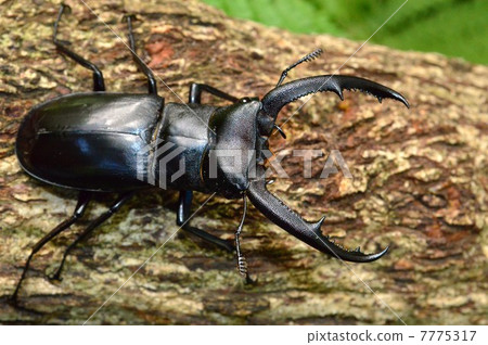 在森林樹的Mandiblarius Futamata雄鹿甲蟲 在森林樹的Mandiblarius Futamata雄鹿甲蟲 7775317