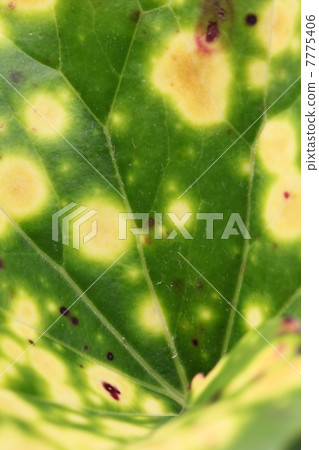 雜色葉片 7775406