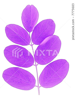 Purplish leaves 7775683