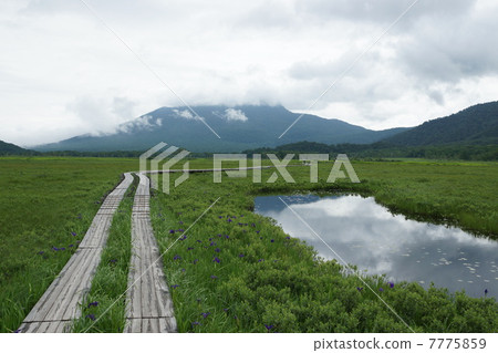 Ozegahara清爽的早晨 7775859