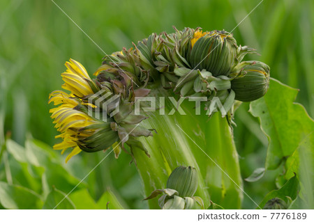 Banded dandelion 7776189
