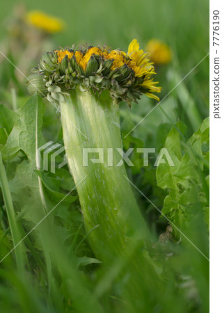 Banded dandelion 7776190