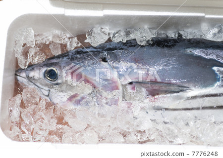 Primary tablet 7776248