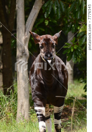 Okapi 7776545