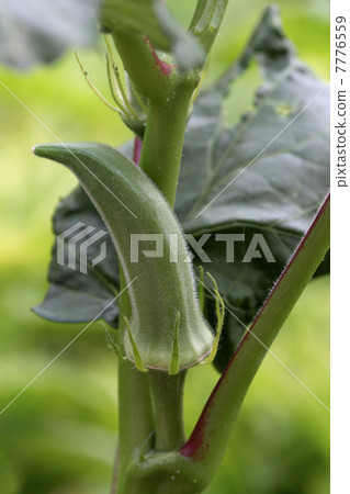Okra 7776559
