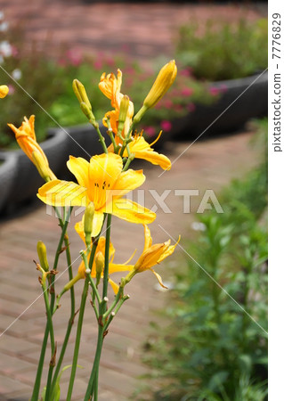 July Flower Nokanzou · Yuri 22 7776829