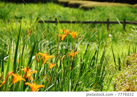 July Flower Nokanzou · Lilyu Department 19 7776832