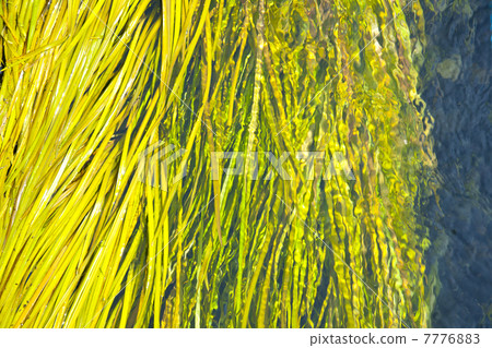 在Azumino和水廠的融雪 7776883