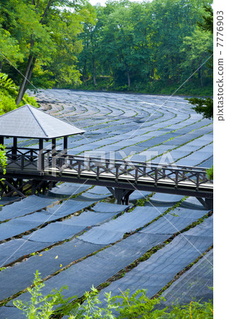 The Greatest Wasabi Farm in Japan 7776903