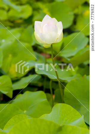 蓮花，天堂 7776922