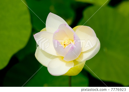 蓮花,天堂 蓮花,天堂 7776923