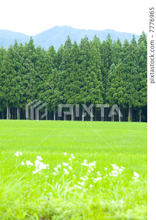 Rural scenery of Hakuba village 7776965