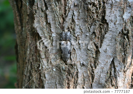 Futamon Ubatama Kometsuki 7777187