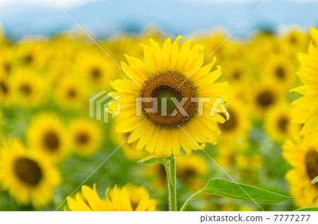 sunflower	 7777277
