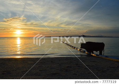 Soseko海灘（Sesokushima /沖繩縣木平郡總部鎮）的鬥牛 7777319