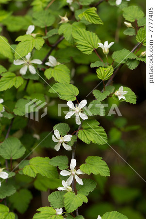 Nigaichiko flowers Nigaichiko flowers 7777405