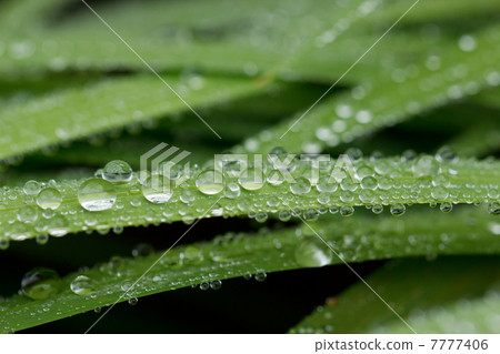 Water drops on leaf Water drops on leaf 7777406