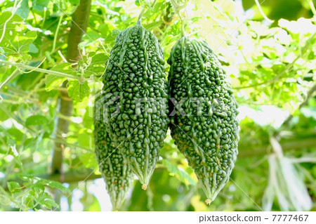 A fruitful trueless A fruitful trueless 7777467