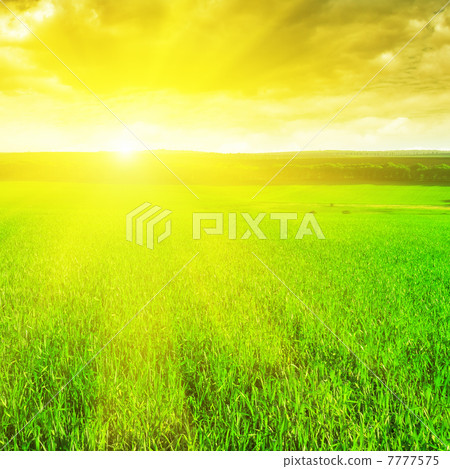 beautiful sunrise over a wheat field beautiful sunrise over a wheat field 7777575