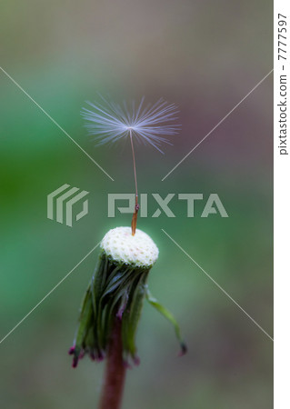 蒲公英 蒲公英 7777597