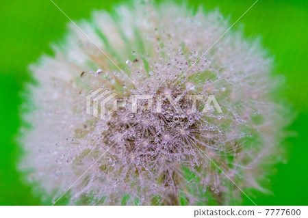 蒲公英 7777600
