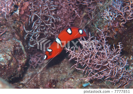 Young fish of Tsuybera 7777851