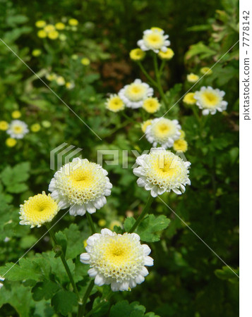 Feverfew（夏季白菊花） 7778142