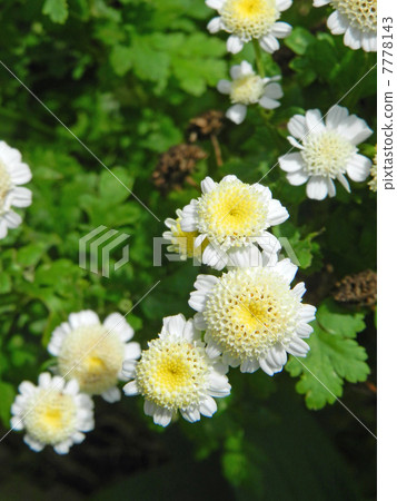 Feverfew（夏季白菊花） 7778143