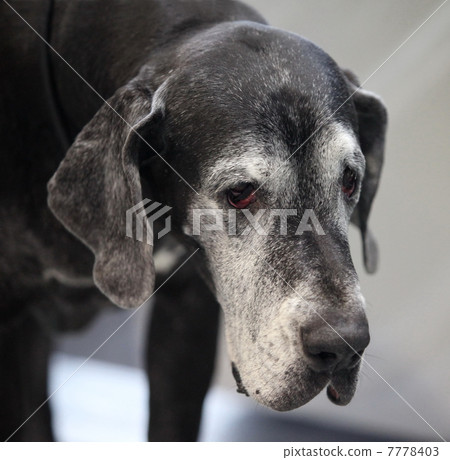 Great Dane 7778403