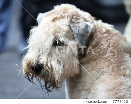 airedale terrier 7778420