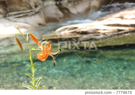 Konion lily of the clear stream 7778678