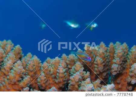 Red goby Red goby 7778748