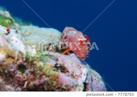 寄居蟹 寄居蟹 7778783