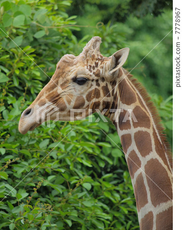 長頸型材 7778967