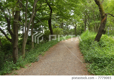Woodland Road Tama 7779065