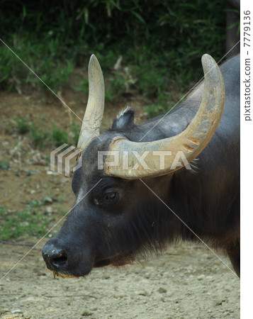 水牛的弱臉(牲畜品種雄性) 水牛的弱臉(牲畜品種雄性) 7779136