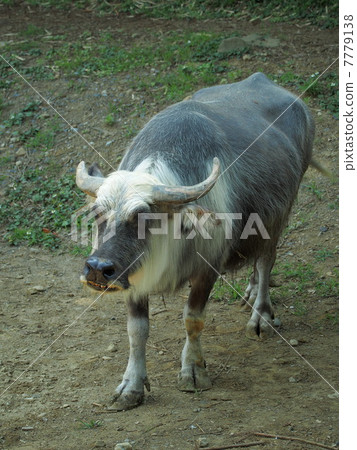 Water buffalo (livestock female female) 7779138
