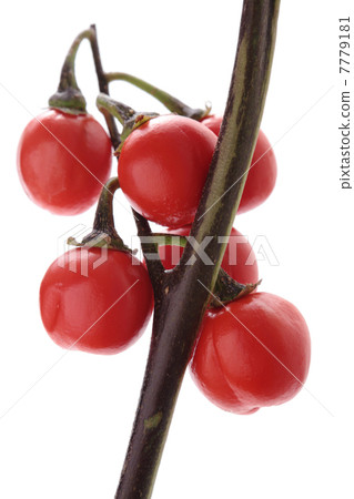 托魯巴姆 7779181