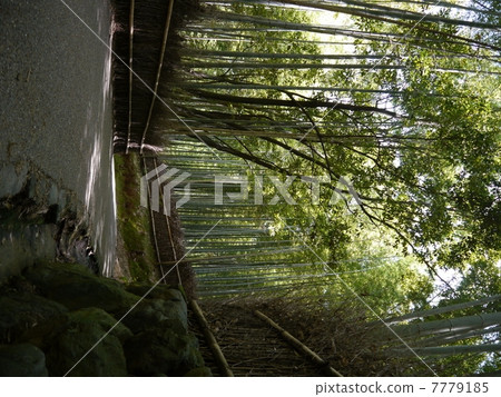 Arashiyama竹樹叢在京都 7779185