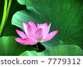 Lotus flower HDR 7779312