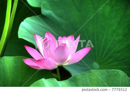 Lotus flower HDR 7779312