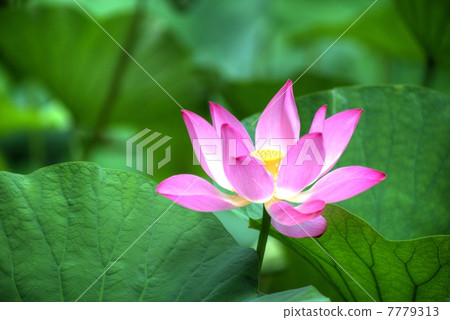 Lotus flower HDR Lotus flower HDR 7779313