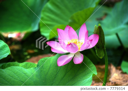 Lotus flower HDR 7779314