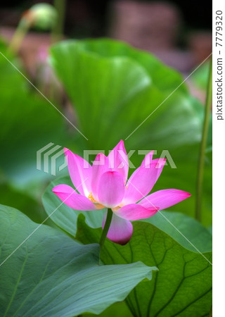 蓮花HDR 7779320
