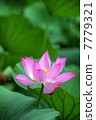 Lotus flower HDR 7779321